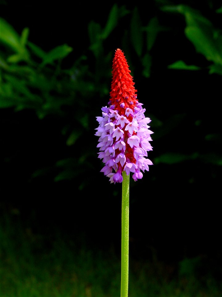 Primula vialii
Deutsch:  Orchideenprimel
Français :  primevère des marais, primevère du père Vial