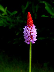 Primula vialii
Deutsch:  Orchideenprimel
Français :  primevère des marais, primevère du père Vial