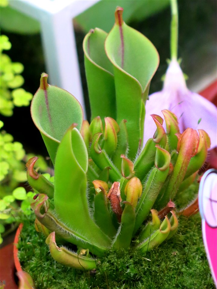 Heliamphora heterodoxa x minor in a garden centre in France. Identified by botanic commercial label.