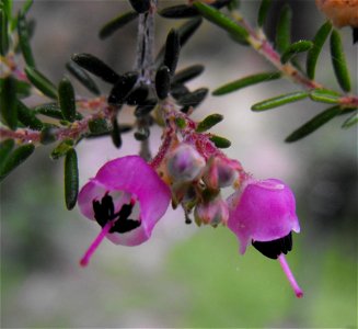 Erica canaliculata 'Rosea' at Quail Botanical Gardens in Encinitas, California, USA. Identified by sign. photo