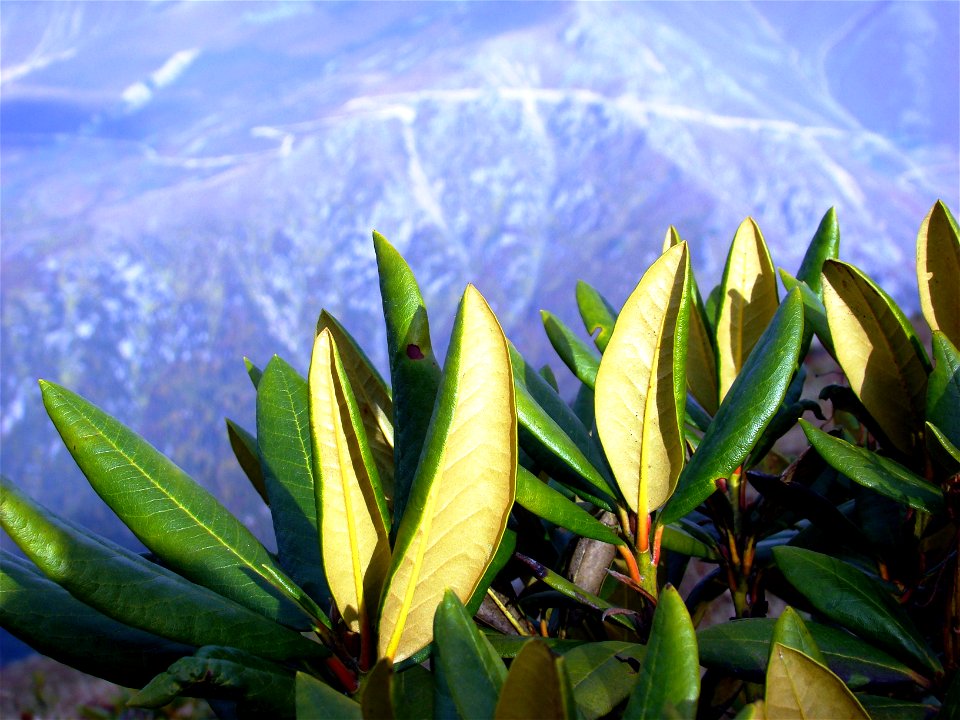 Kafkas ormangülü (Rhododendron caucasicum)