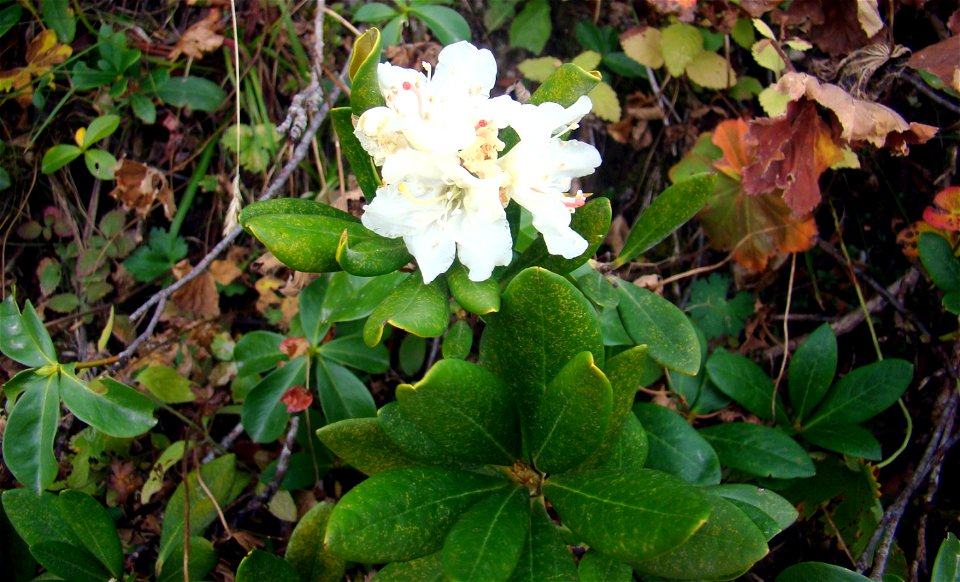 Turkish Rhododendron