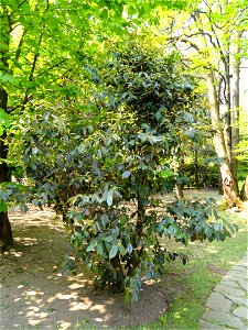 Camellia granthamiana. Botanical specimen on the grounds of the Villa Taranto (Verbania), Lake Maggiore, Italy. photo