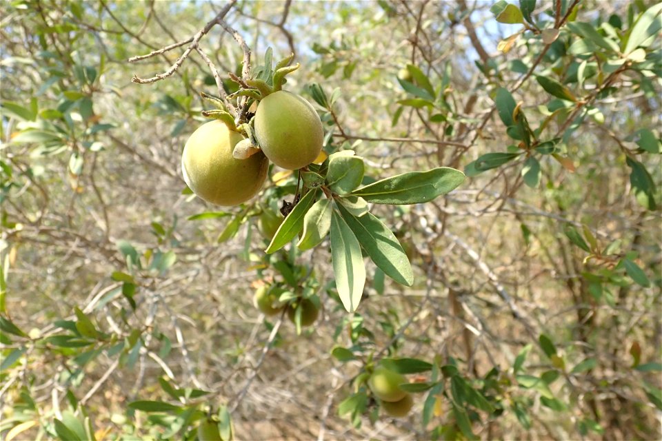 Transvaal Bluebush (Diospyros lycioides ssp. guerkeim) Subspecies of plant.