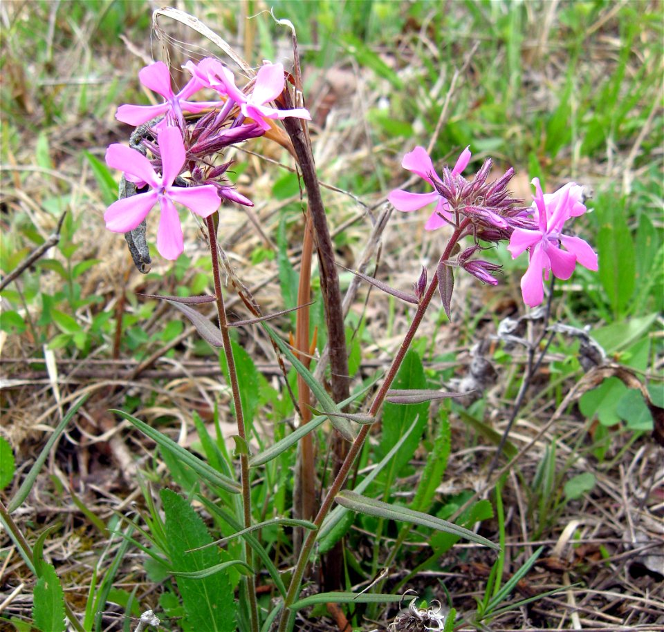 Phlox pilosa, barren at  Flat Rock Cedar Glades and Barrens State Natural Area Rutherford County, Tennessee.