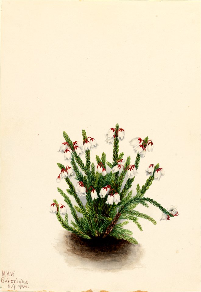 Rocky Mountain Cassiope (Cassiope mertensiana)