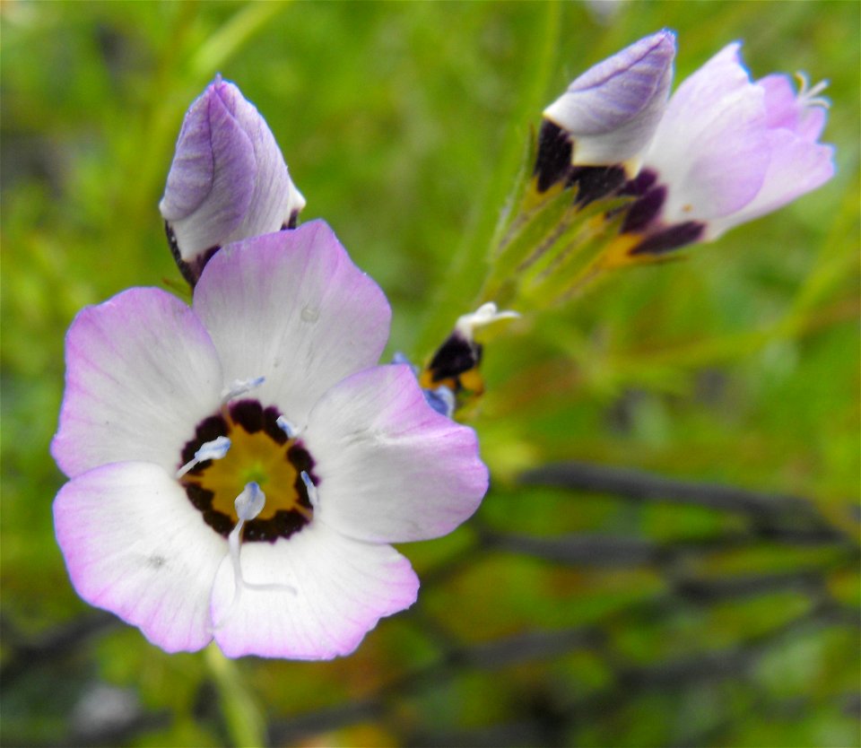 Gilia tricolor at Rancho Santa Ana Botanic Gardens in Claremont, California, USA. Identified by sign.
