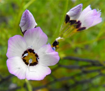 Gilia tricolor at Rancho Santa Ana Botanic Gardens in Claremont, California, USA. Identified by sign.