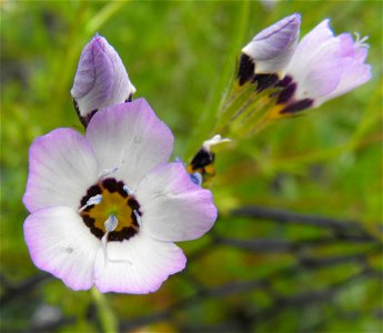 Gilia tricolor at Rancho Santa Ana Botanic Gardens in Claremont, California, USA. Identified by sign. photo