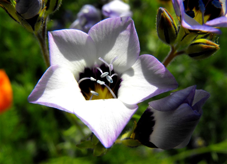 Gilia tricolor at Rancho Santa Ana Botanic Garden in Claremont, California, USA.