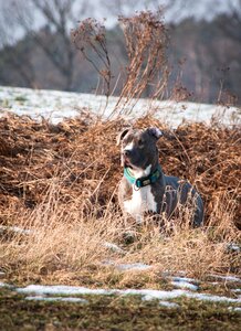 Pitbull portrait meadow