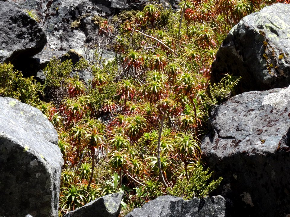 A clump of the endemic New Zealand plant Dracophyllum menziesii