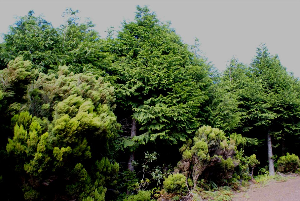 Parque Florestal da Mata da Serreta, Floresta de Cedros, ilha Terceira, Açores, Portugal1