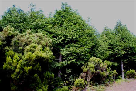 Parque Florestal da Mata da Serreta, Floresta de Cedros, ilha Terceira, Açores, Portugal1 photo