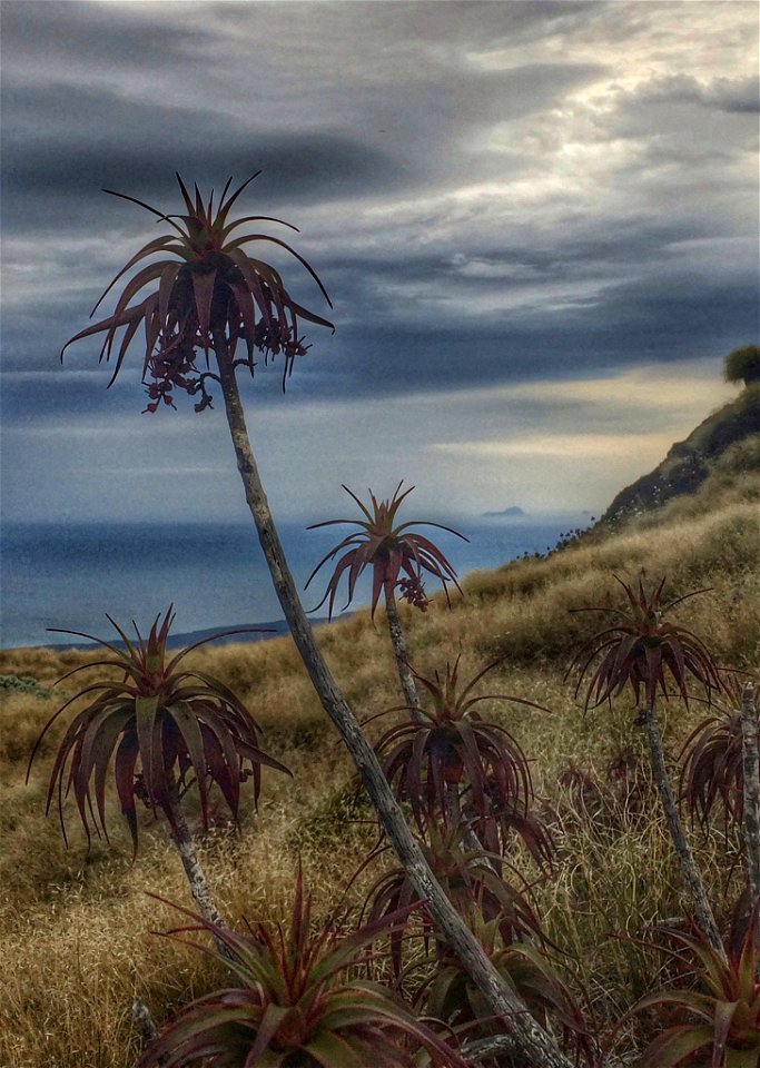 Dracophyllum menziesii, an endemic New Zealand plant, shown here in fruit.
