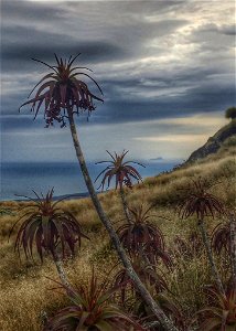 Dracophyllum menziesii, an endemic New Zealand plant, shown here in fruit.