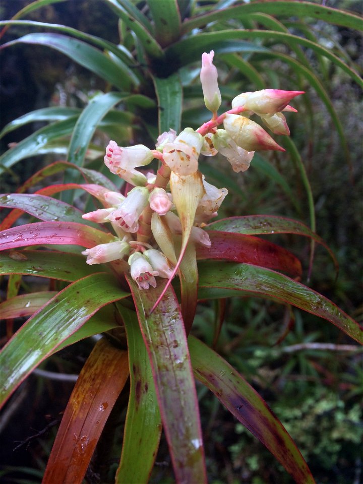 The inflorescence of the endemic New Zealand plant Dracophyllum menziesii