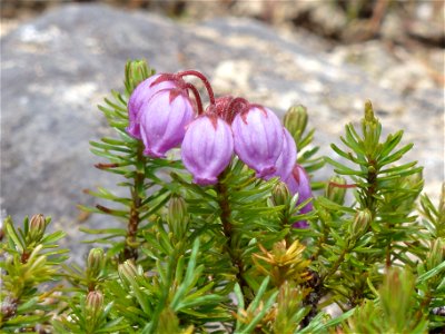 エゾノツガザクラ[蝦夷の栂桜][Phyllodoce caerulea]