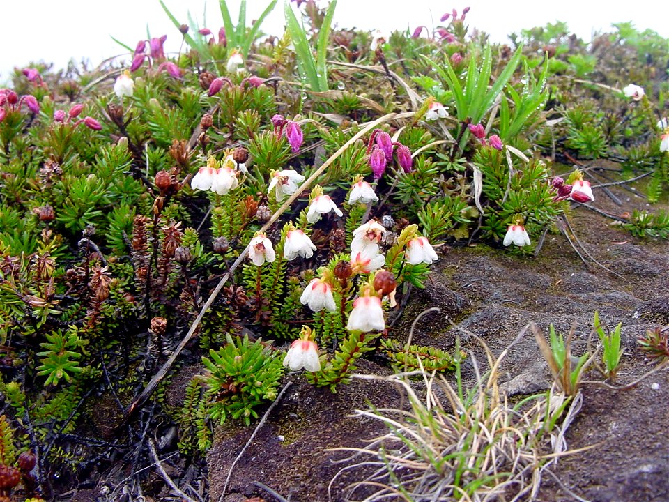 エゾノツガザクラ[蝦夷の栂桜][Phyllodoce caerulea](奥)&ジムカデ[地百足][Ｈarrimanella stelleriana](手前)