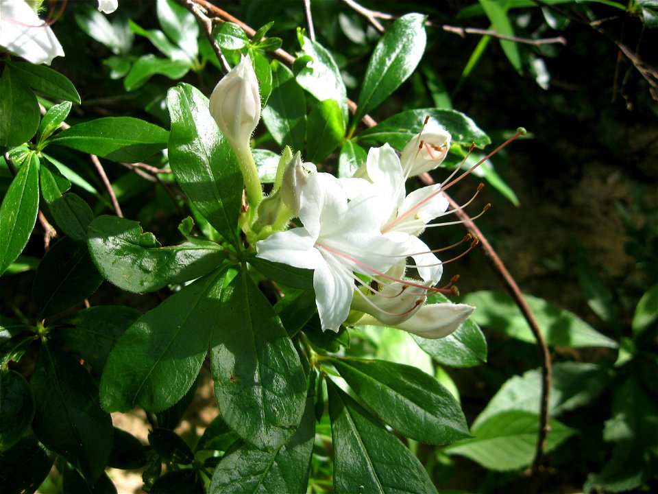 Rhododendron arborescens, banks of the  Locust Fork of the Black Warrior River, Blount County, Alabama.