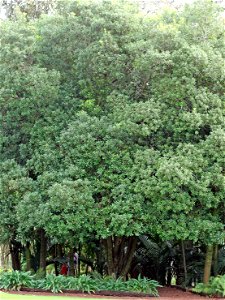 Pouteria costata, Tawāpou or Bastard Ironwood. Auckland, New Zealand