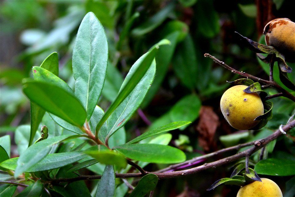 Diospyros dichrophylla foliage and fruit, Nature's Valley, South Africa