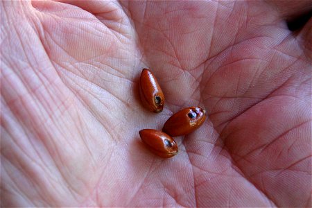 Seeds of Diospyros dichrophylla, Nature's Valley, Garden Route, South Africa