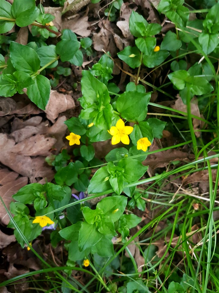 yellow pimpernel flowers and leaves