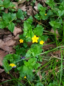 yellow pimpernel flowers and leaves