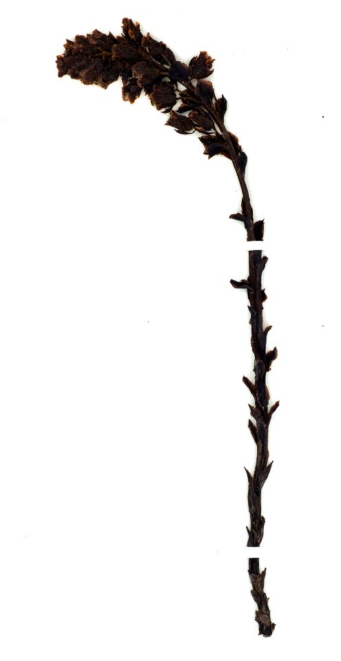 Pityopus californicus (Eastw.) H.F. Copel (Ericaceae)
collected by Frederica Bowcutt on 1989-07-09, United States, California, Mendocino County, Mendocino County: E. of Anderson Cliffs along Lost Coas