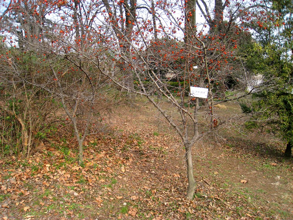 Diospyros rhombifolia in winter, Koishikawa Botanical Gardens, Tokyo, Japan.