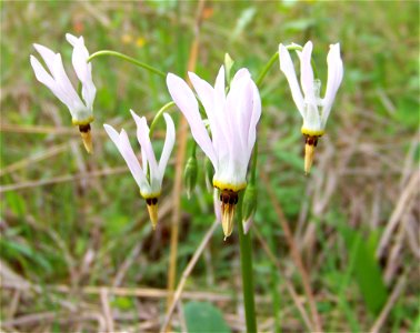 Dodecatheon meadia, dry limestone barren at Lynx Prairie, Adams County, Ohio.
