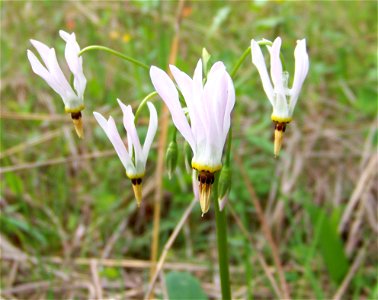 Dodecatheon meadia, dry limestone barren at Lynx Prairie, Adams County, Ohio. photo