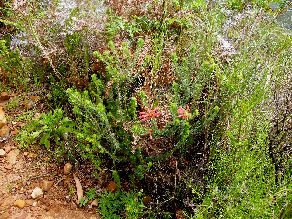 Red Heath, Table Mountain, Cape Town
