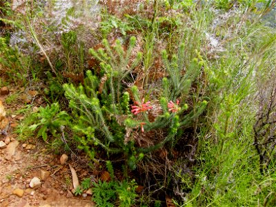 Red Heath, Table Mountain, Cape Town