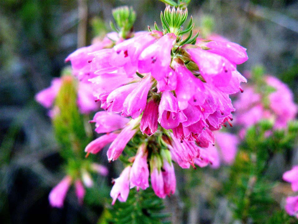 Erica flower in Cape Town Fynbos near Olifants Oog.