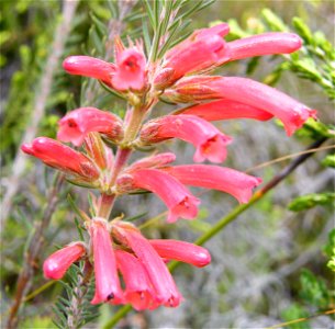Red Heath, Table Mountain, Cape Town photo