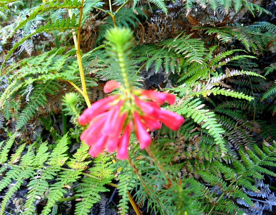 Tiny Erica flower in Newlands Forest Granite Fynbos. Cape Town.