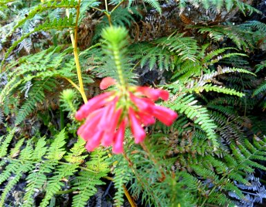 Tiny Erica flower in Newlands Forest Granite Fynbos. Cape Town.