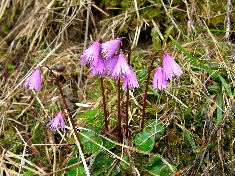 Soldanella alpina, Gindelalm, Alps, Bavaria, Germany