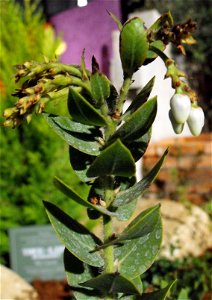 Arctostaphylos refugioensis at the San Diego Home & Garden Show, Del Mar, California, USA. Identified by exhibitor's sign.