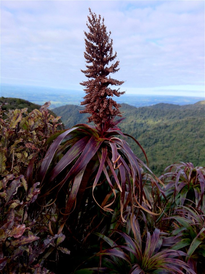 mountain neinei (Dracophyllum traversii)