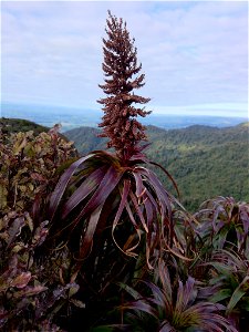 mountain neinei (Dracophyllum traversii)