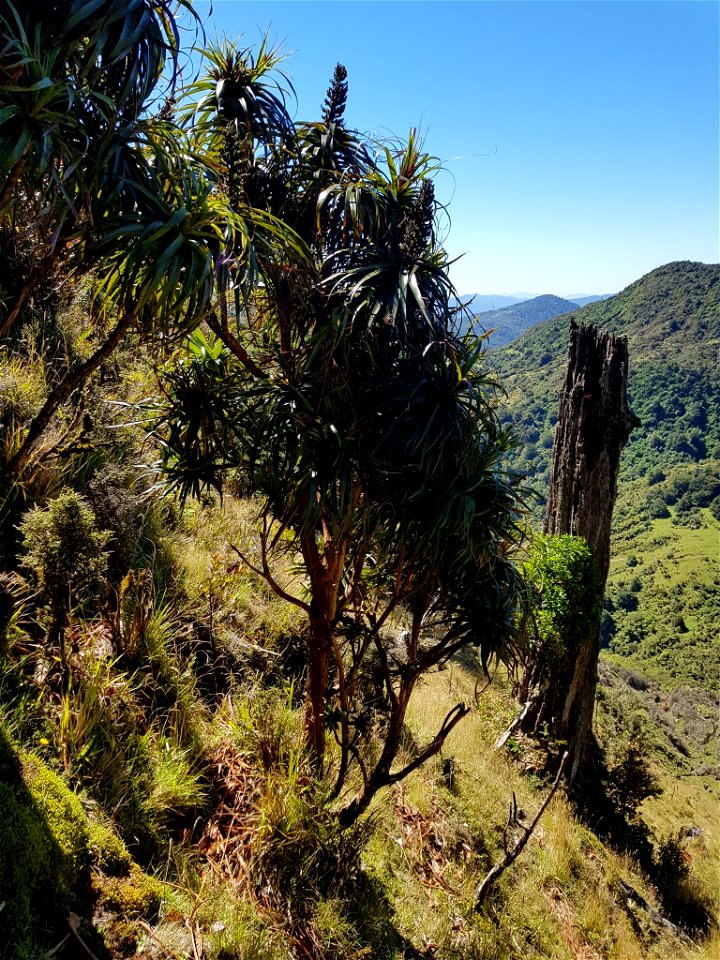 The northern form of the endemic New Zealand plant Dracophyllum traversii, near Gisborne