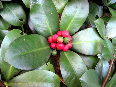 Foliage and fruit of Elingamita johnsonii, the sole species in the genus Elingamita, endemic to the Three Kings Islands, northern New Zealand. The attractive grape-like bunches of red fruit take a yea