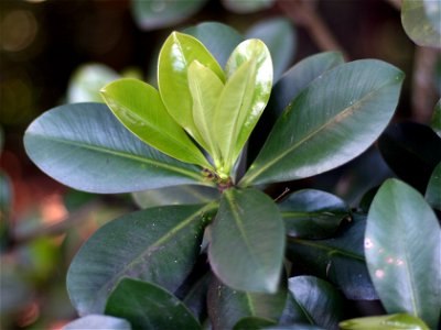 New leaves of Elingamita johnsonii, the sole species in the genus Elingamita, endemic to the Three Kings Islands, northern New Zealand. The dark green leaves, 10 to 18 cm long and 4 to 9 cm wide, have