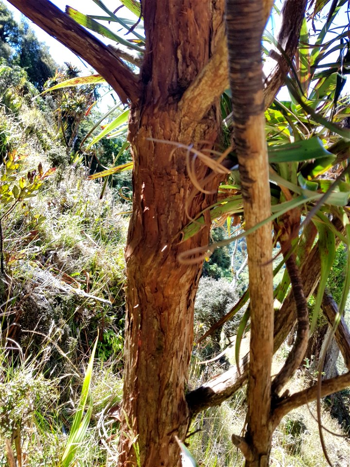 The flaky bark of the endemic New Zealand plant Dracophyllum traversii