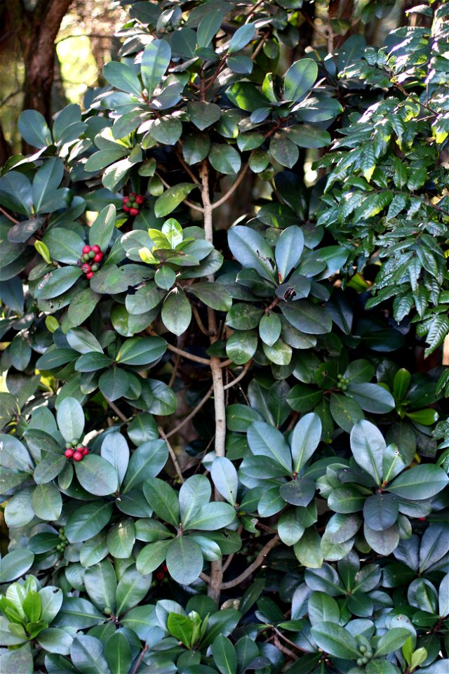 Elingamita johnsonii, the sole species in the genus Elingamita, endemic to the Three Kings Islands, northern New Zealand. To the casual observer, the tree could be mistaken for the Karaka, Corynocarpu
