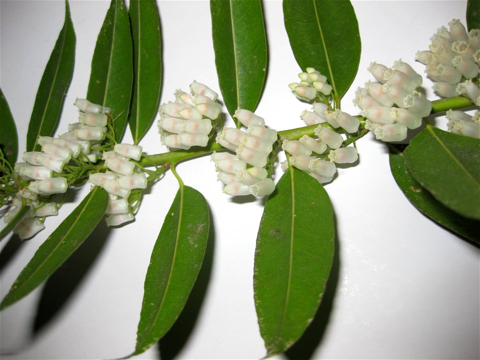 Agarista populifolia-Flowering branch from below.