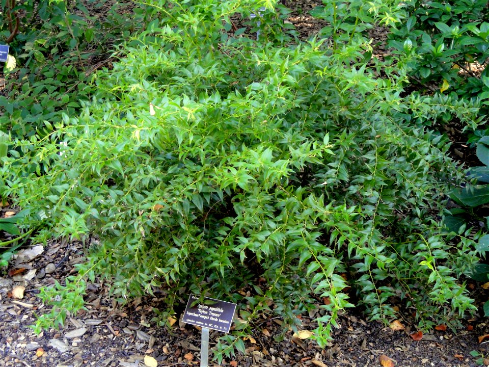 Agarista populifolia 'Taylor's Treasure' specimen in the J. C. Raulston Arboretum (North Carolina State University), 4415 Beryl Road, Raleigh, North Carolina, USA.